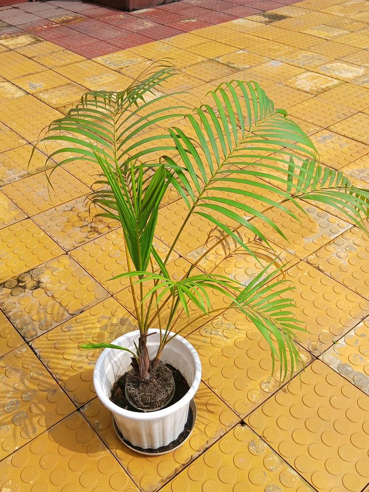 Areca Palm