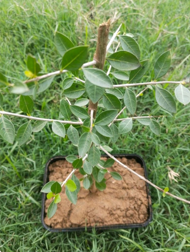 Long Stain Live  Henna Plant