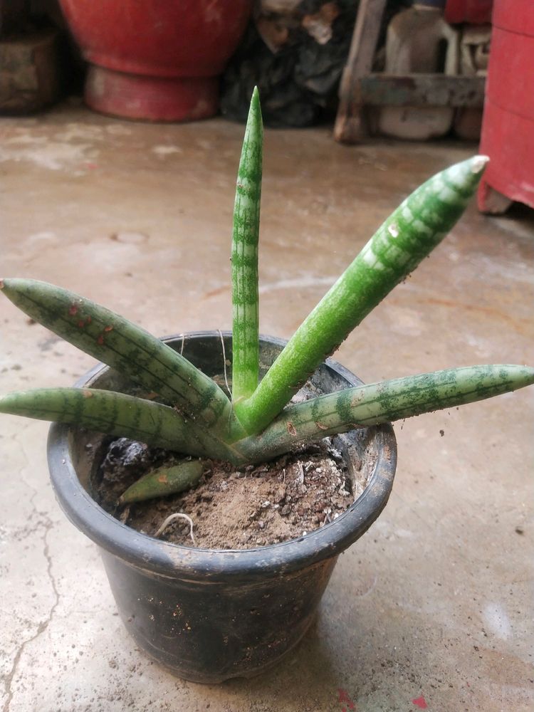 Rare Cylendrical Dracaena Angolensis Plant