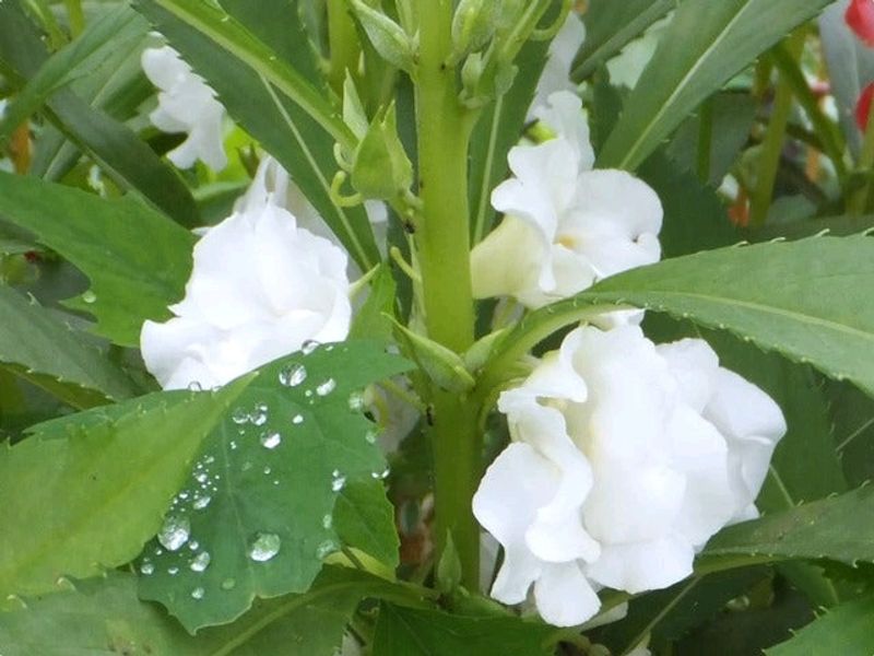 White Colour Balsam Flower Plant