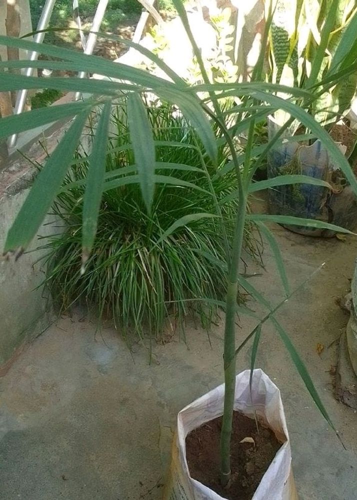 Chamaedorea Seifrizii (Bamboo Palm Plant)