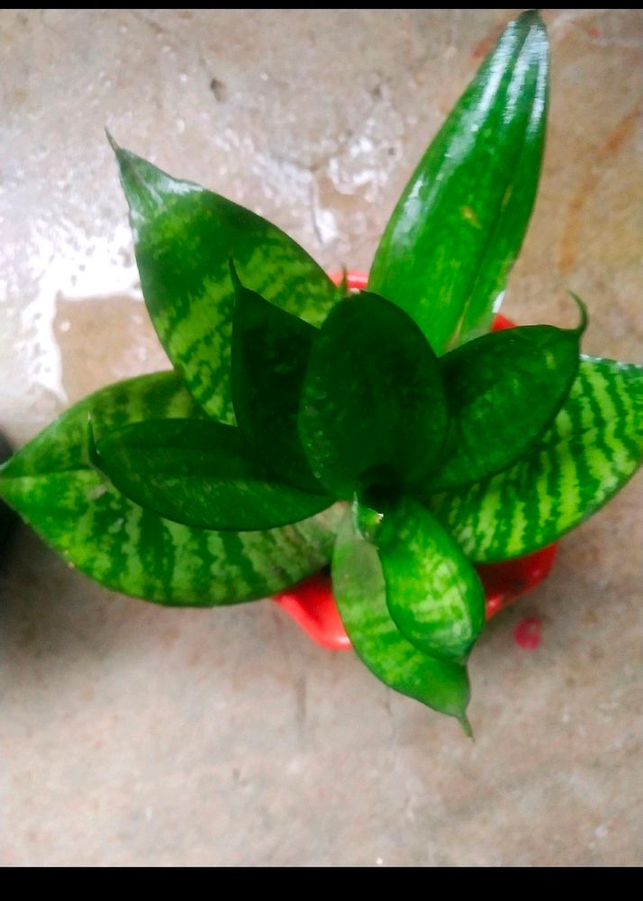 Bird Next Sanseveria Snake Plant With Pot