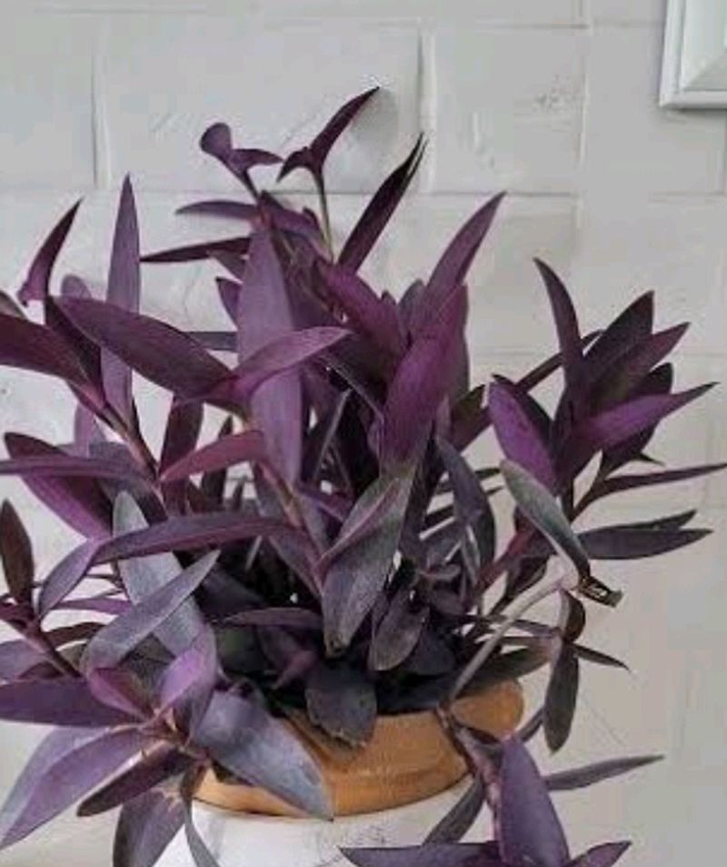 Purple 💜 Vine Plant