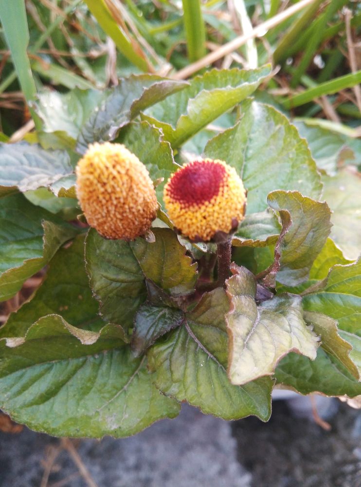 Spilanthes acmella Akarakara Live Plant