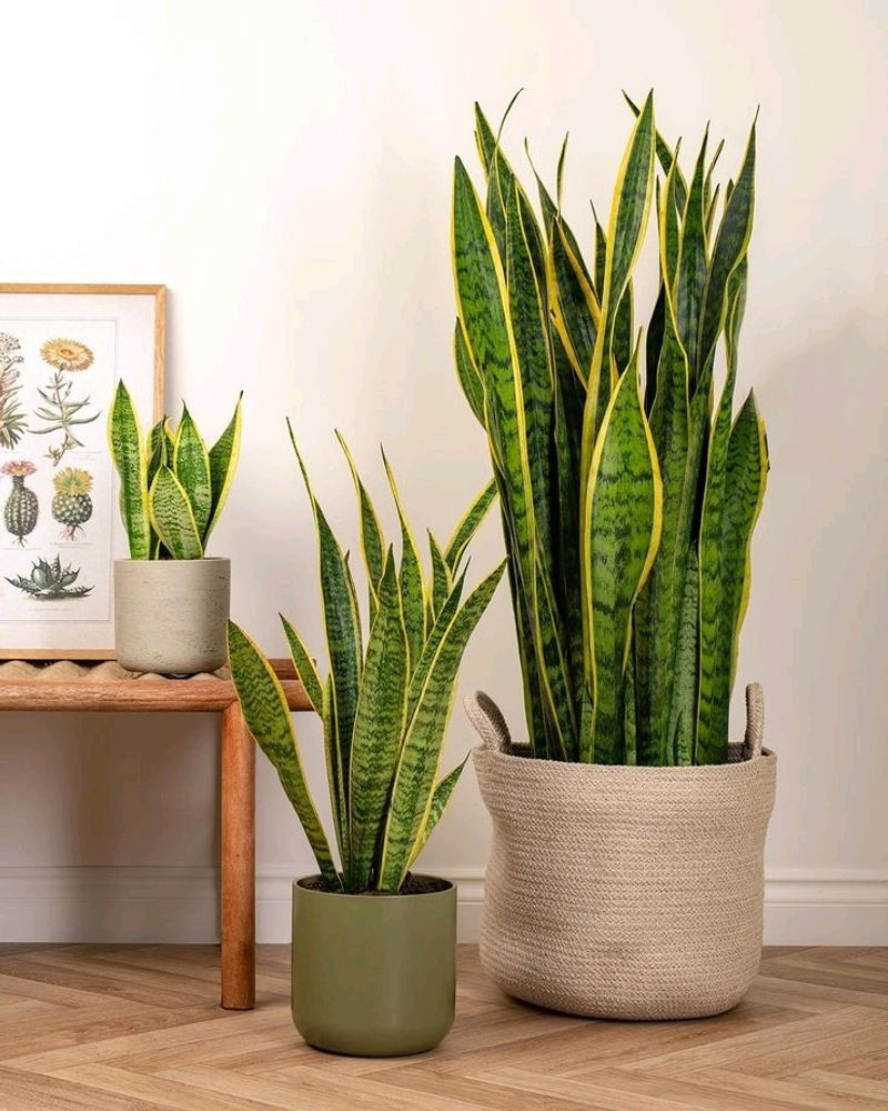 Snake Plant