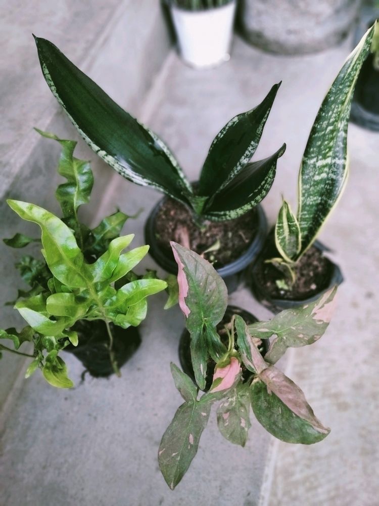 Air Purifying Plants (Four Varieties)