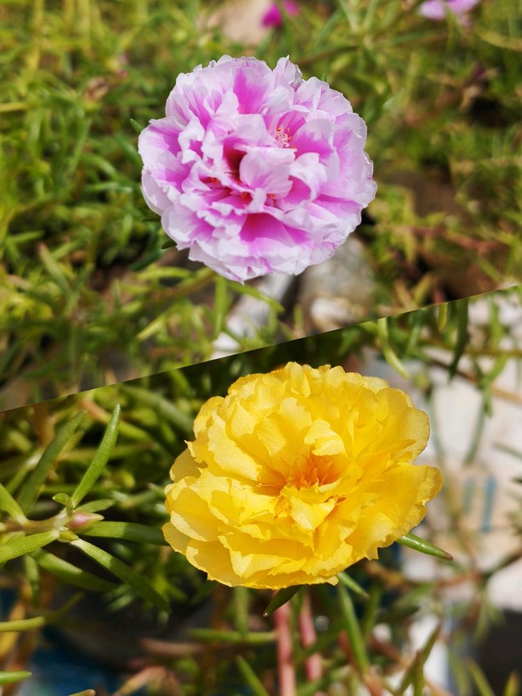 Yellow 💛 and Pink With White Stripes Ross Moss Pl