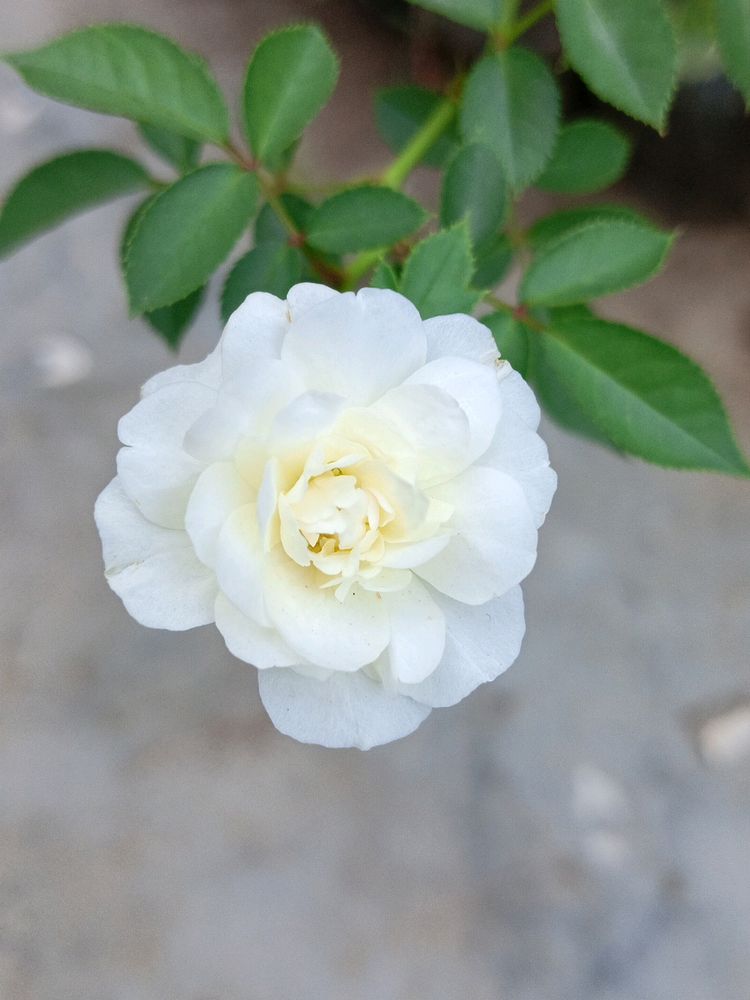 White Rose