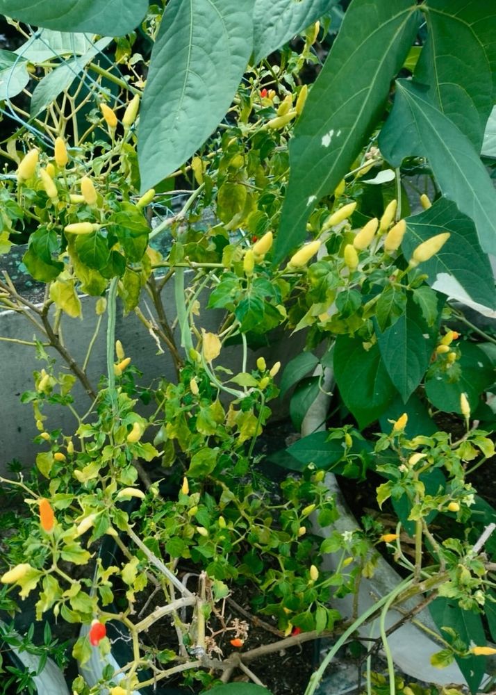 Bird Eye Chilli (Kanthari Mulaku)- Homegrown