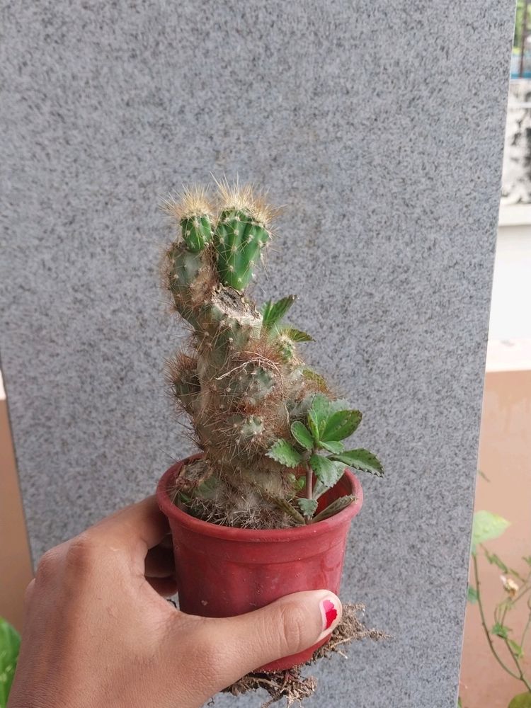 Cute Table Cactus 🌵