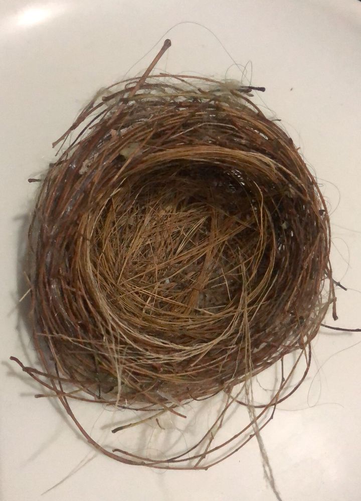 Rare Bird Nest