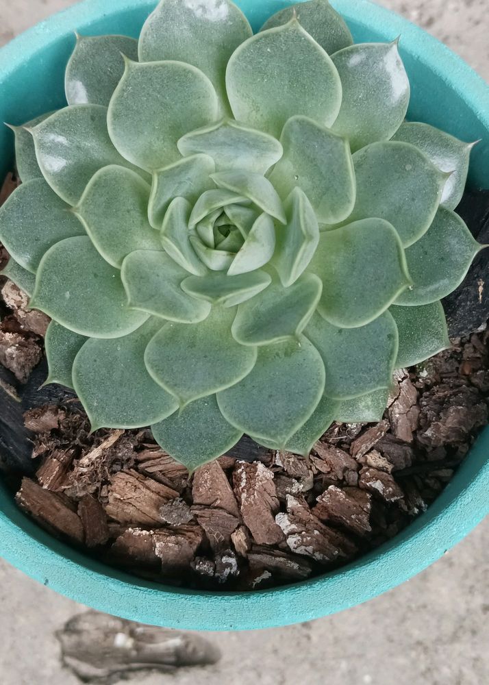 Echeveria