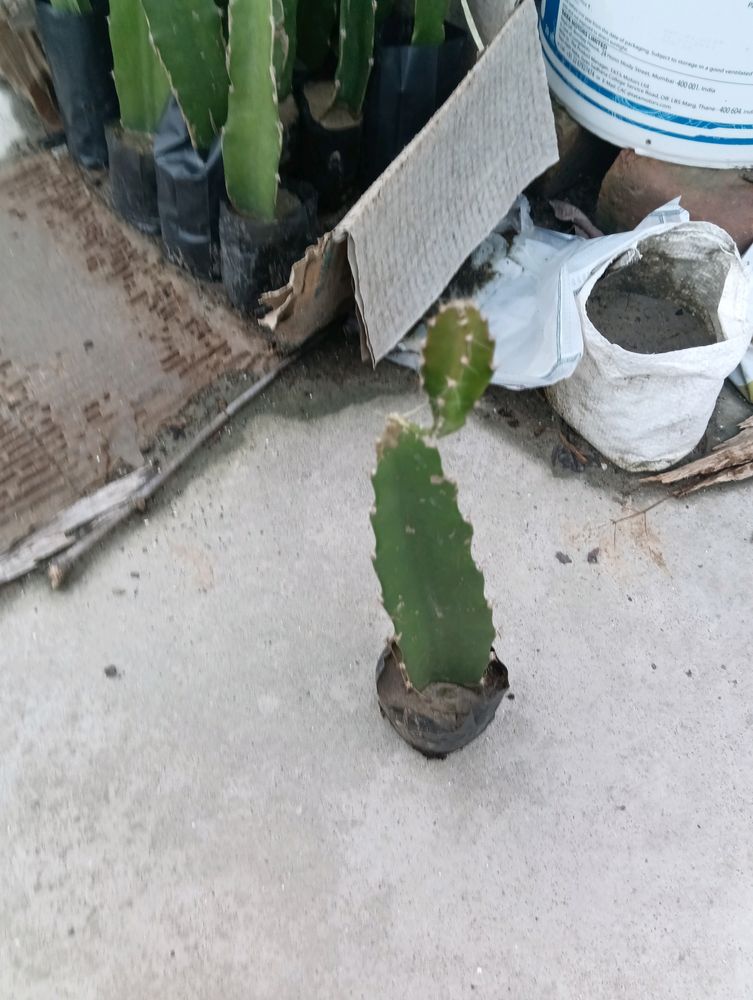 Thai Pink Dragon Fruit Plant