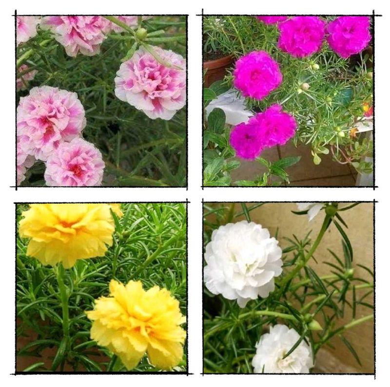 Offer 🎉🎉 Combo Of 4 Portulaca Plants Cutting 💐