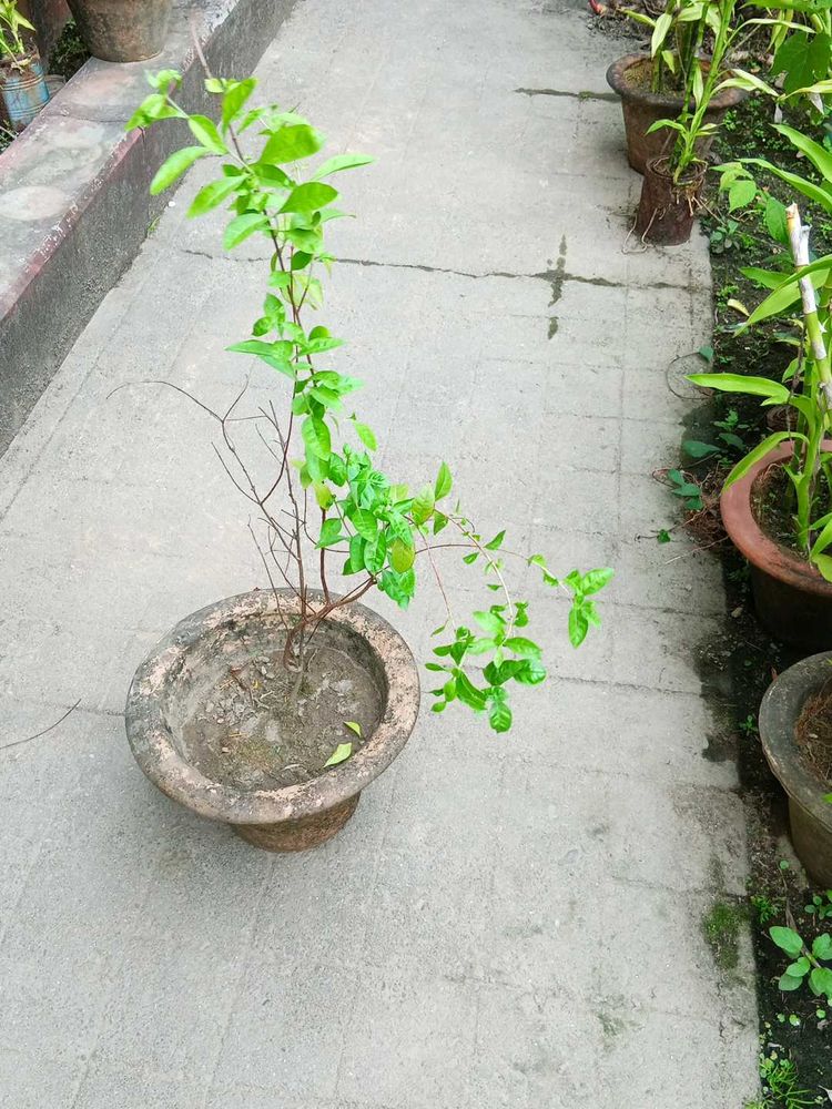 Mehendi Tree