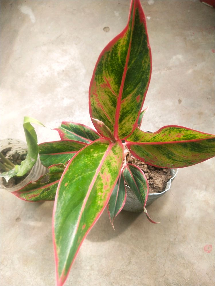 Combo Of 3 Indoor-outdoor Live  Plant