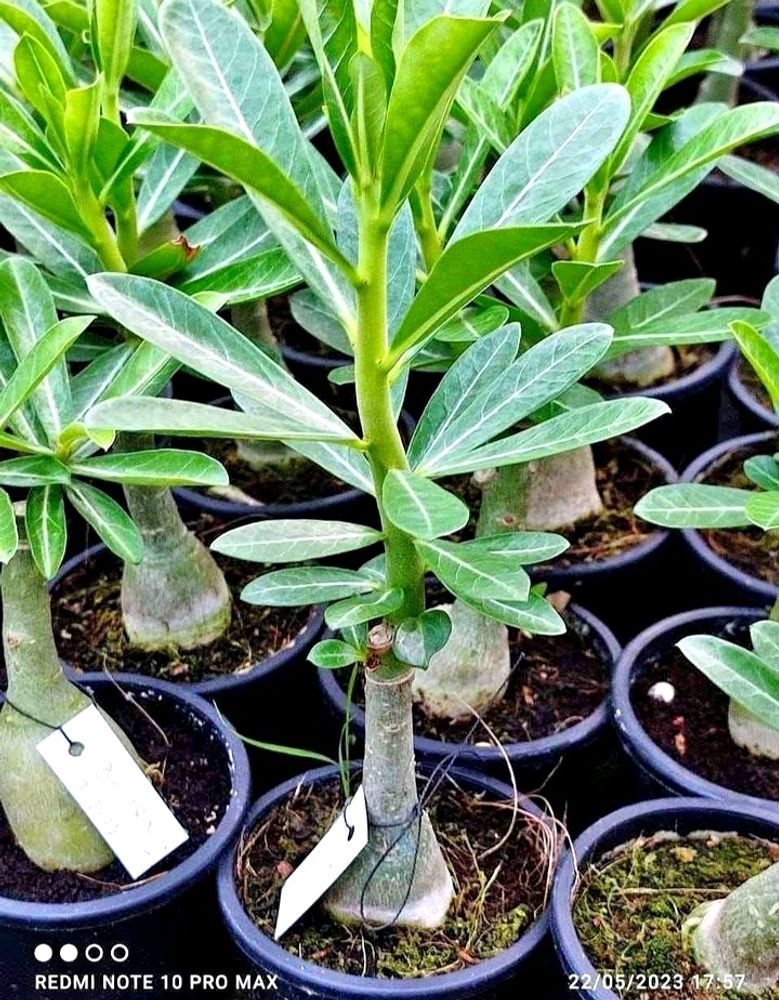 Adenium Sapling For 2