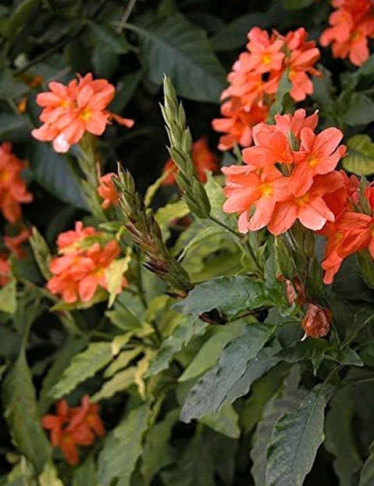 Crossandra infundibuliformis