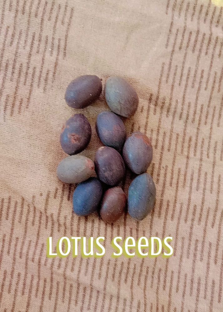 Lotus 🪷 Seeds 10 Peices