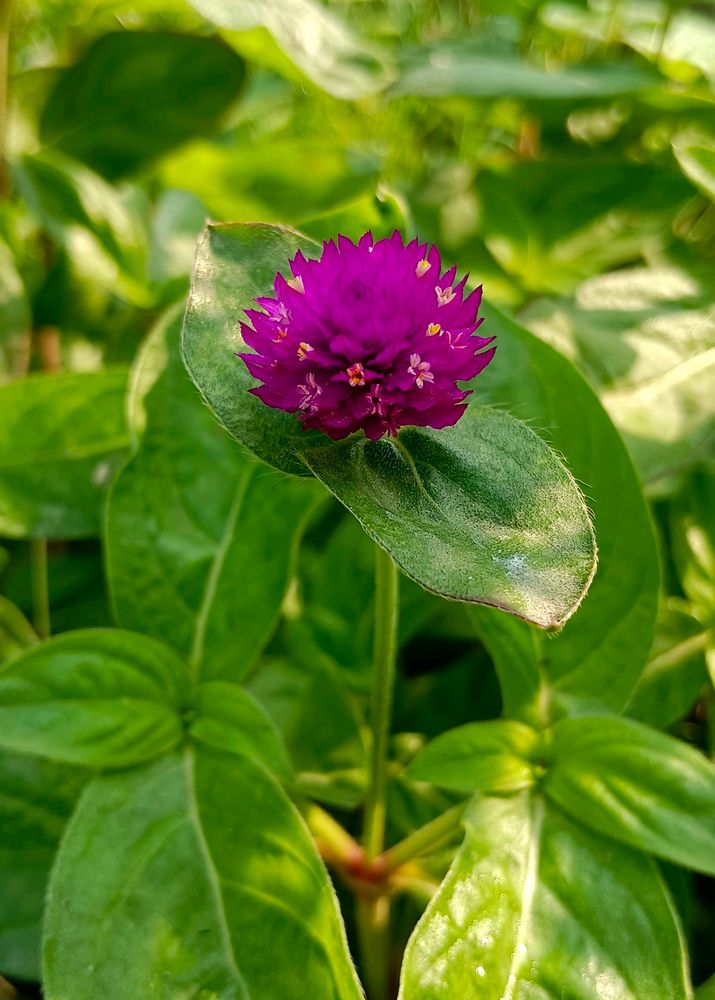 Globe amaranth / Gomphrena Seeds