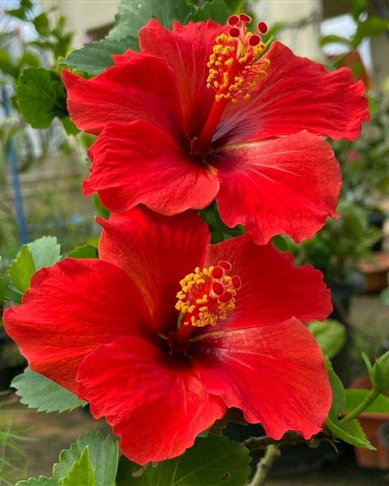 Red Hibiscus Flower Steam