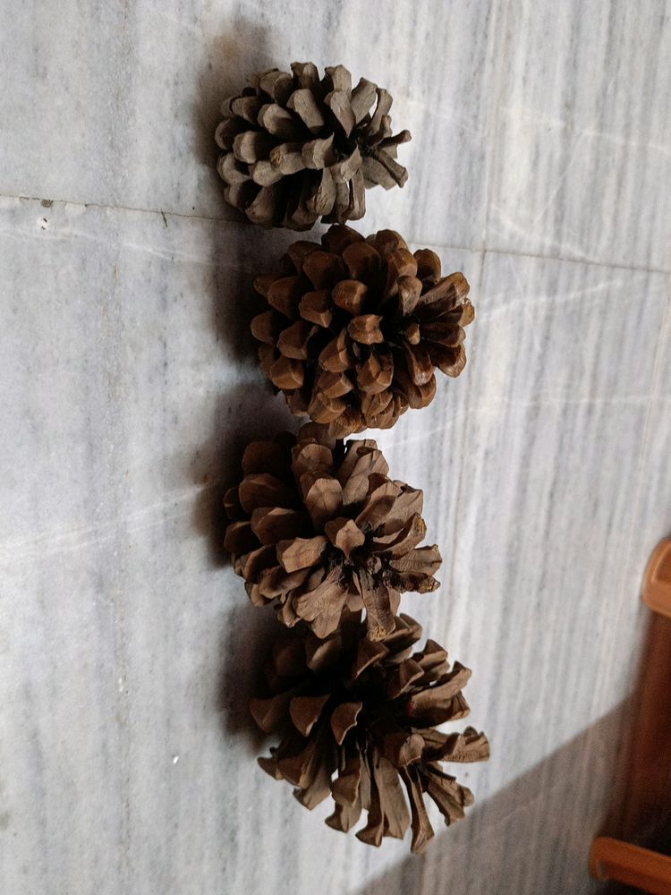 Combo Of Pine Tree For Decorations