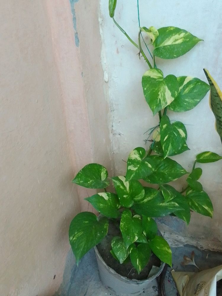 Healthy Long Money Plant