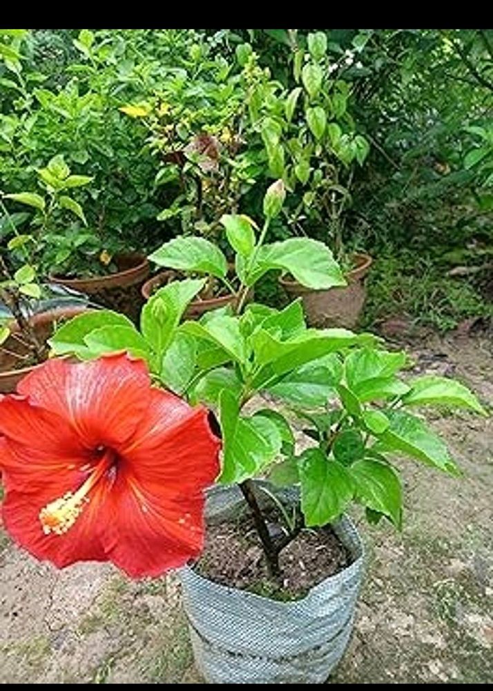 Red Hibiscus 🌺