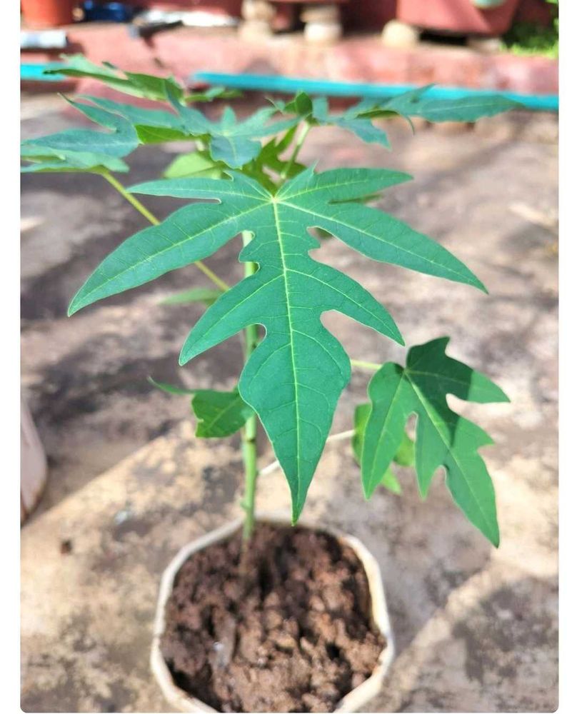 Combo 2 Papaya Plant