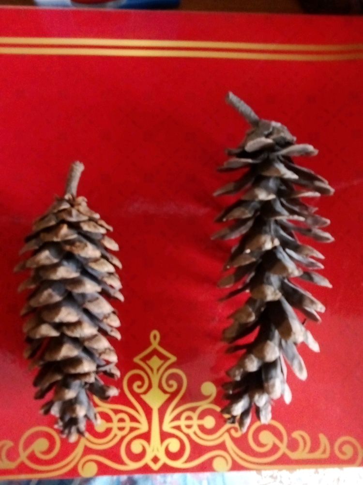 2 Real Pine Cones From Bhutan