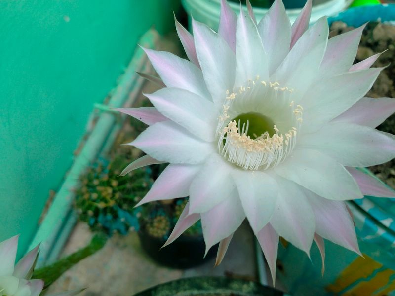 Beautiful Cactus Live Plant