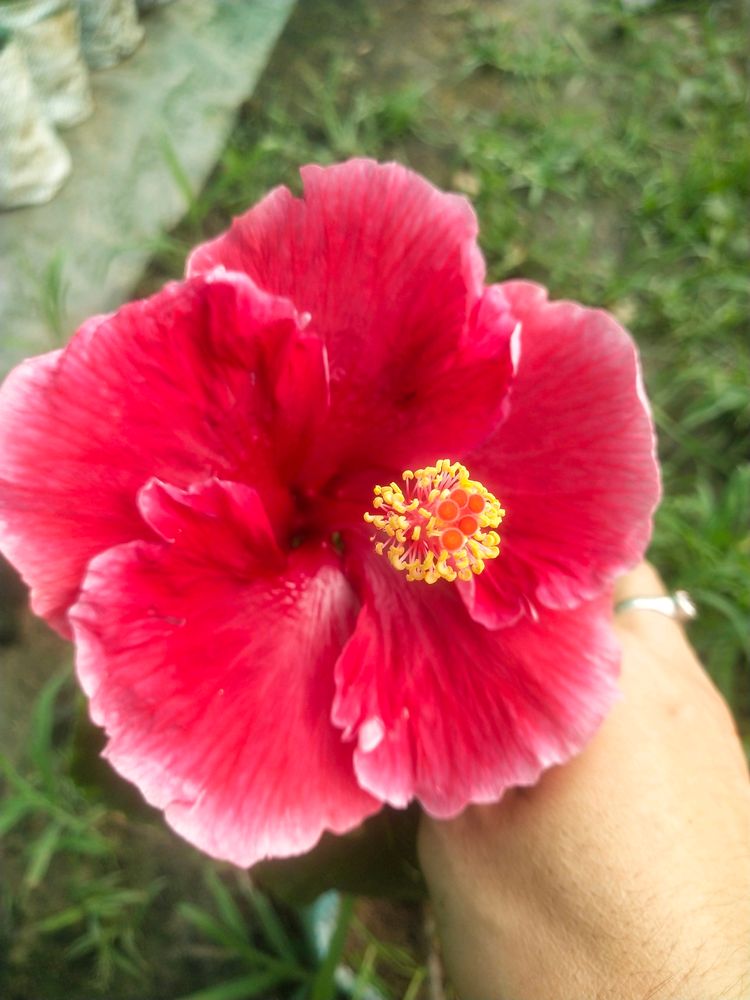 Taiwan Hibiscus Flower Plant With Root