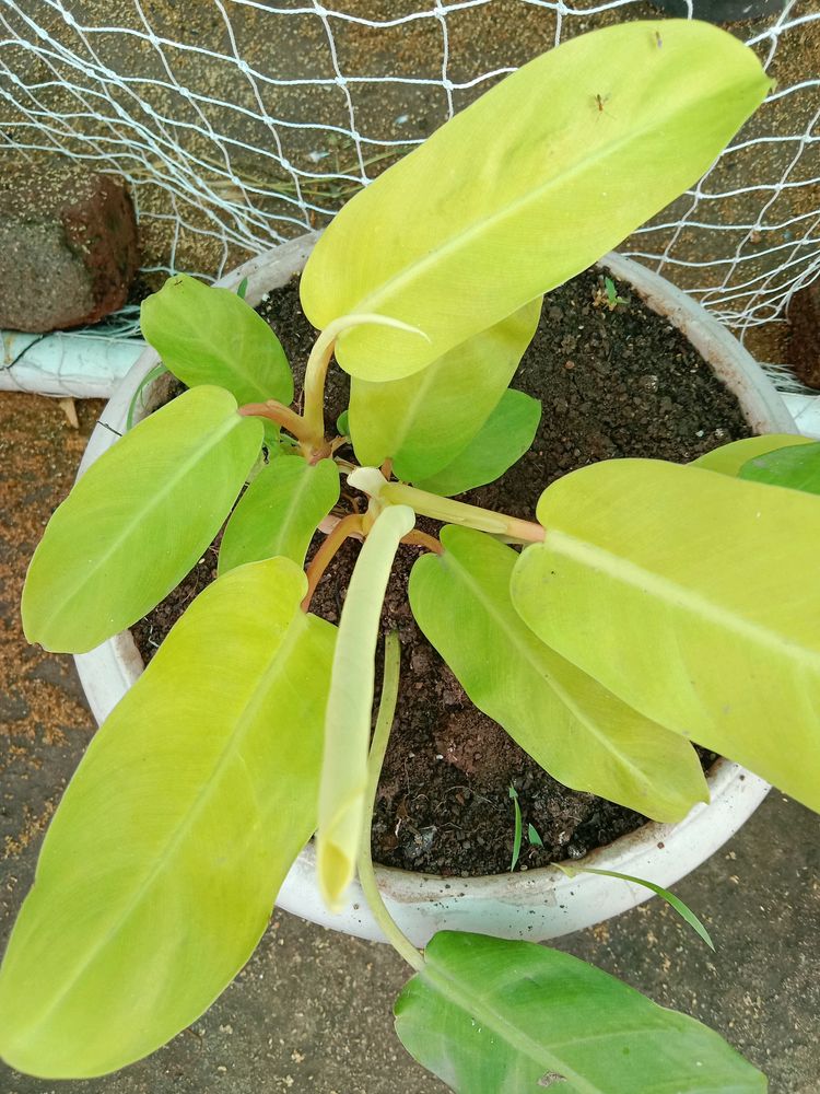 Golden Philodendron Plant