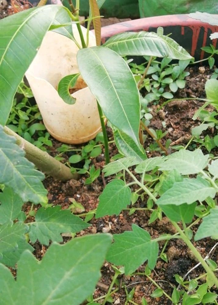 Mango Plant