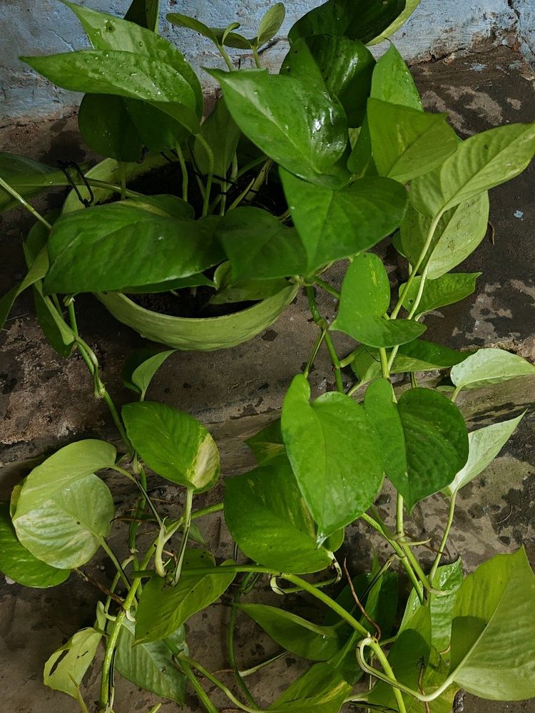 Marble Pothos, Lime Green