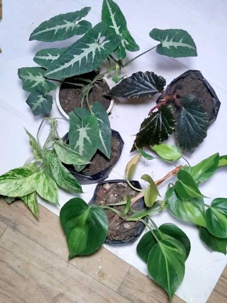 Air Purifying Mix Plants Combo