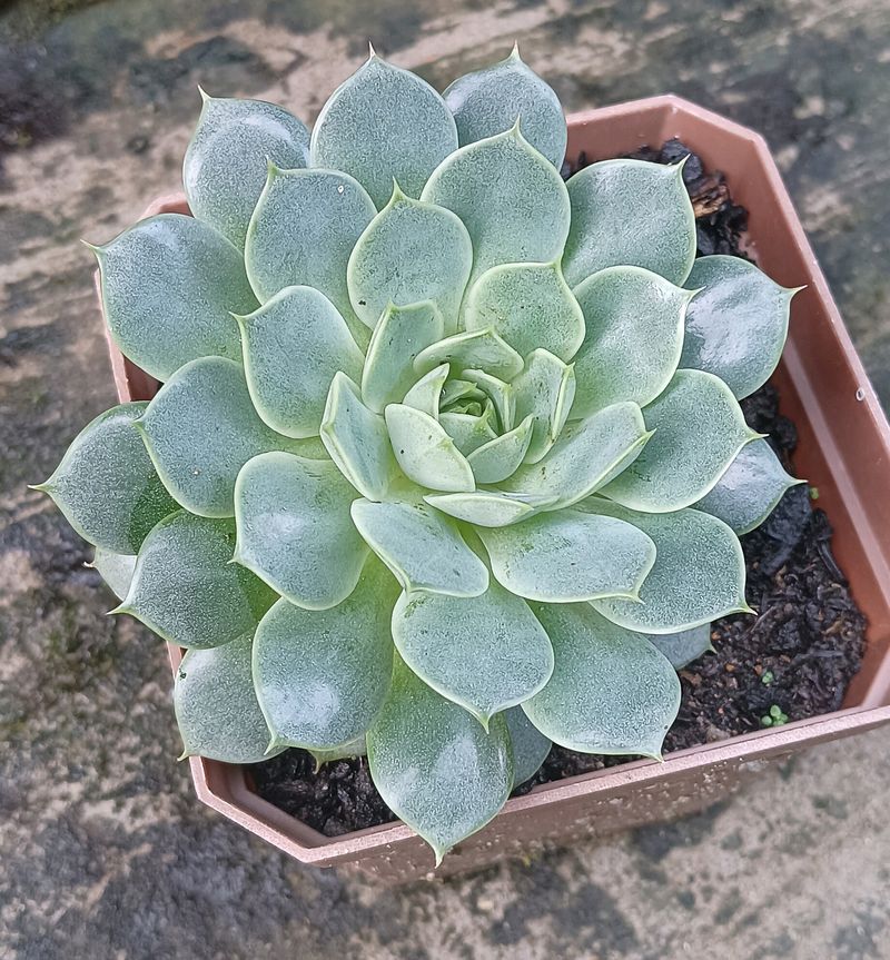 Echeveria