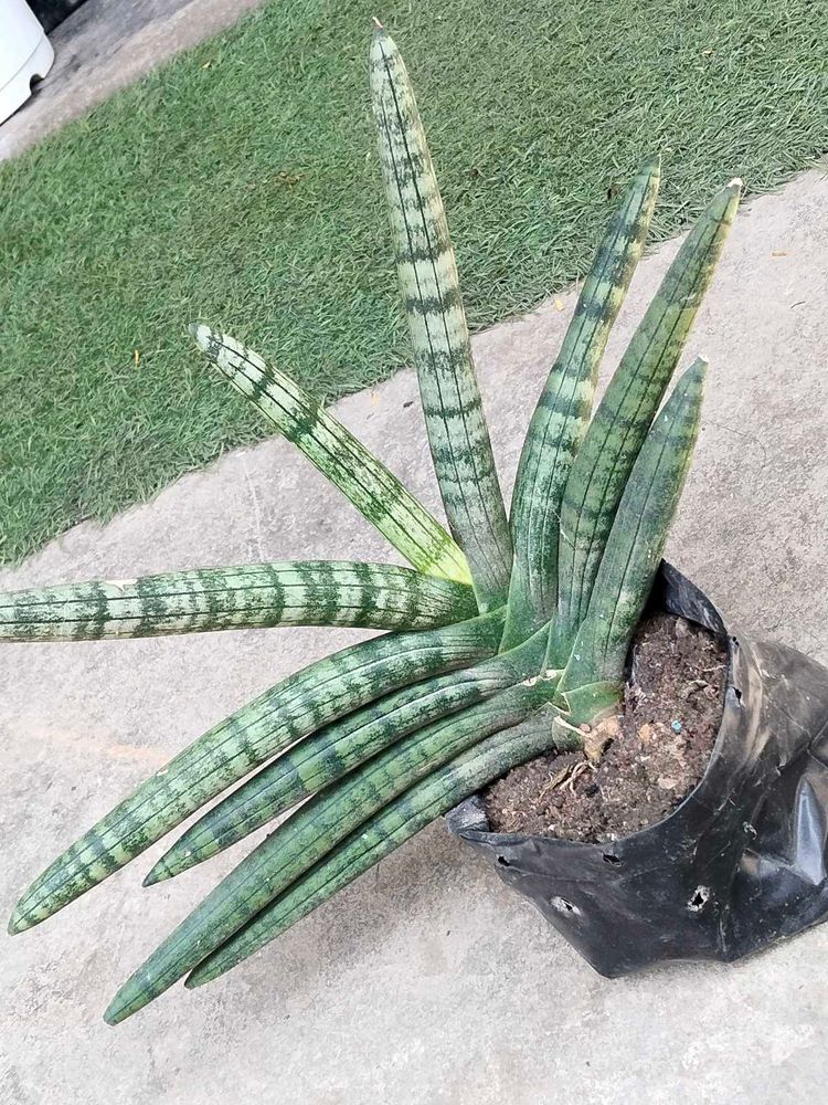 Rare Sansevieria