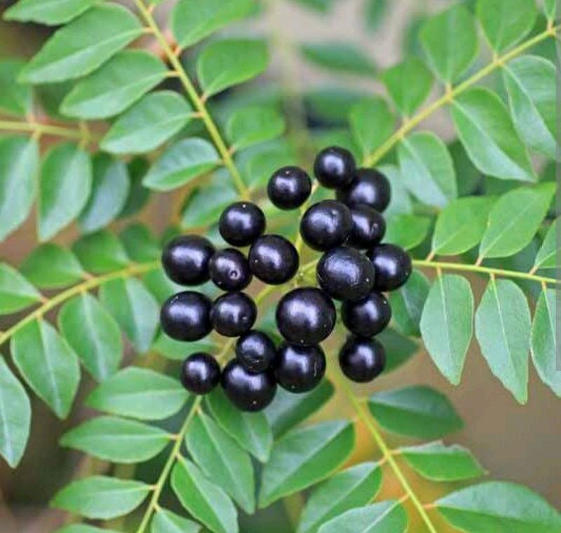 Curry Leaves Seeds...