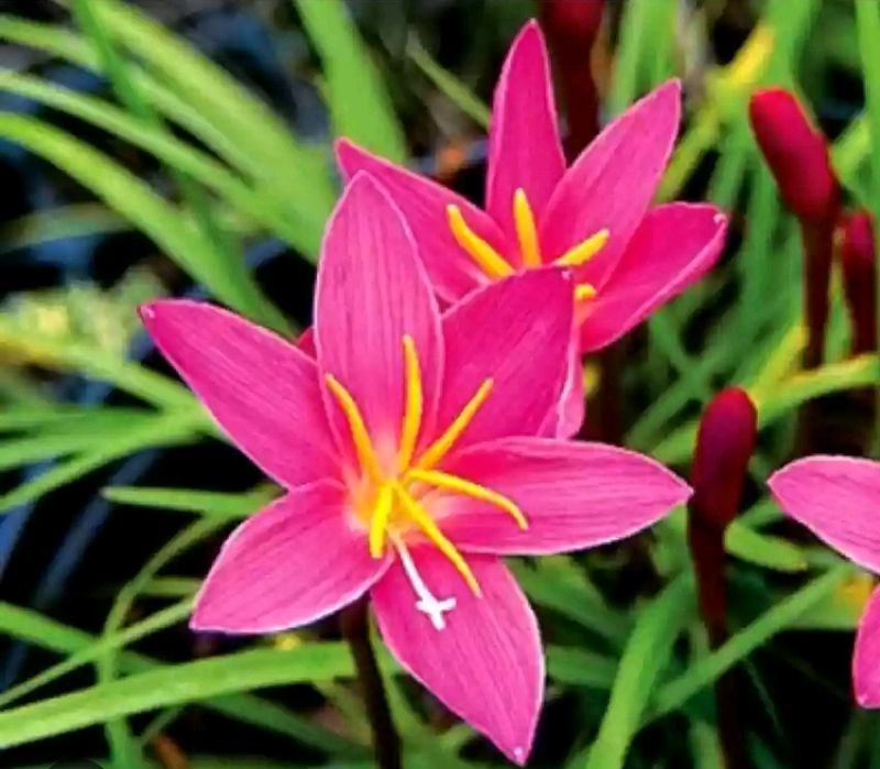 Pink Lily Plant Pack Of 2