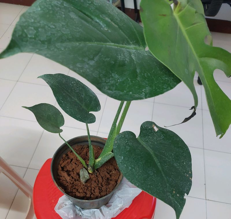 Monstera Deliciosa Plant With Roots