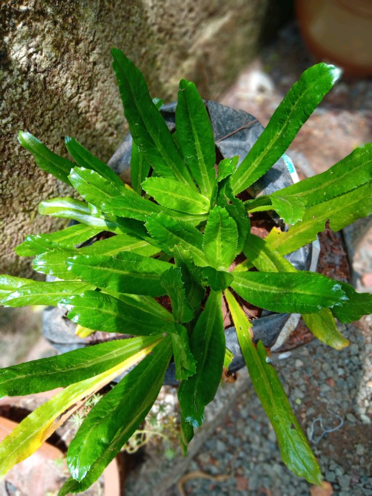 *L*  African coriander