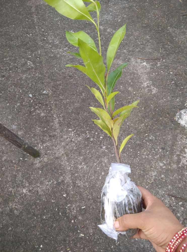 Hybrid Avocado Plant