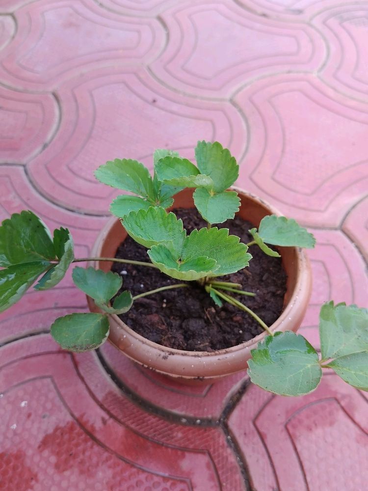 Stroberry Live Plant