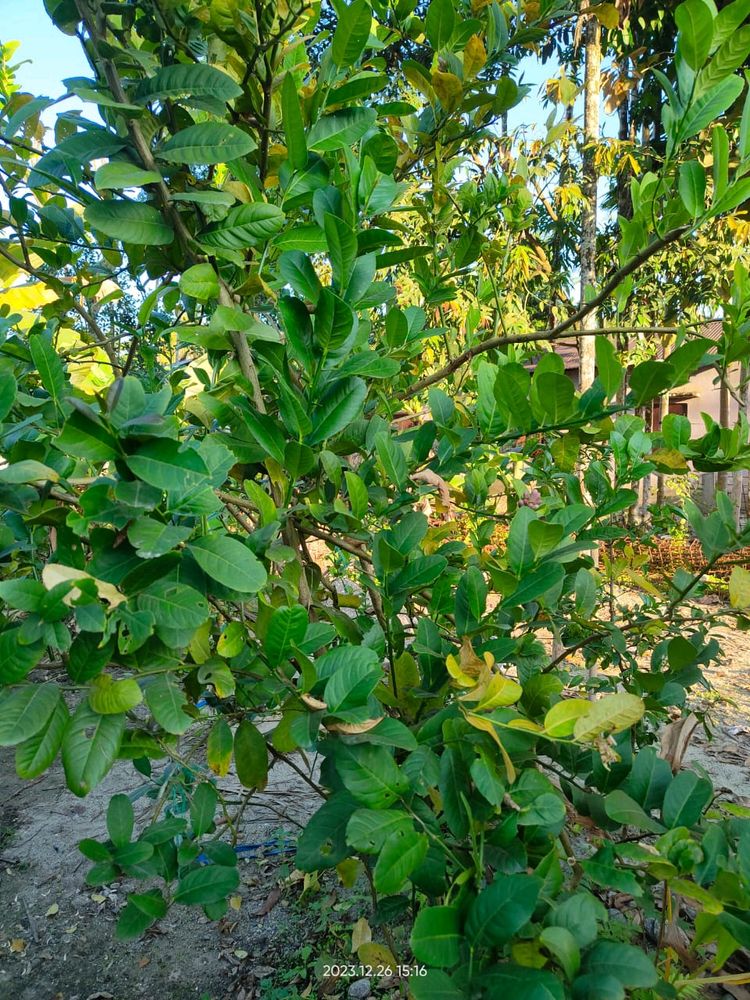 Myrrh lemon plant (gondhoraj lebu)