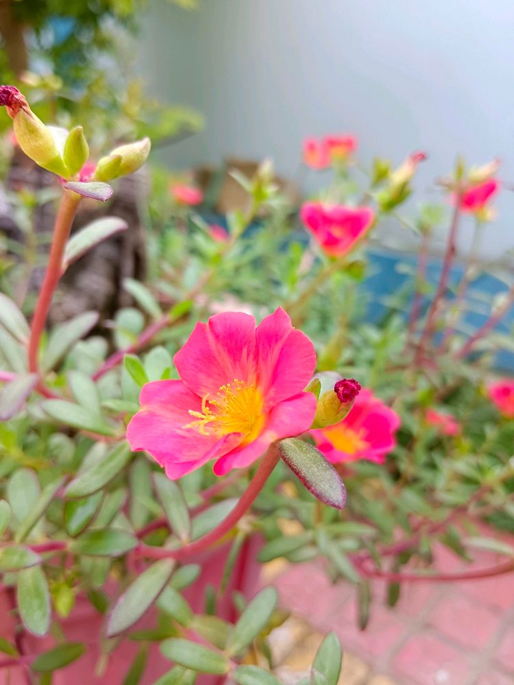 Red Portulaca Cuttings