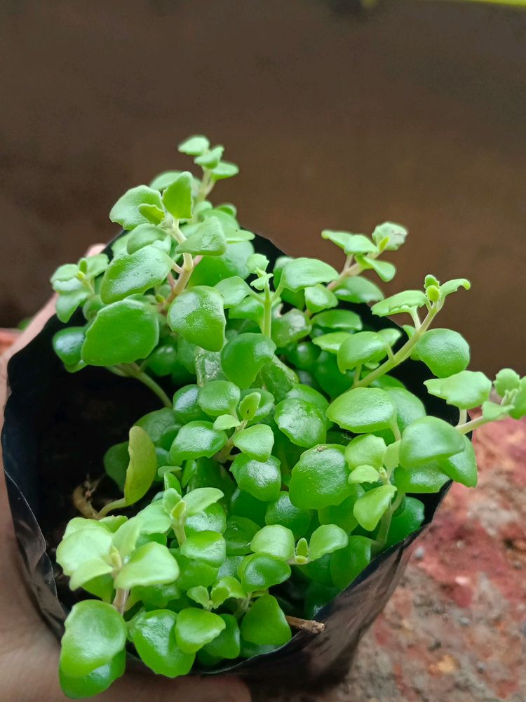 Beutiful Hanging Turtle Vine Plant