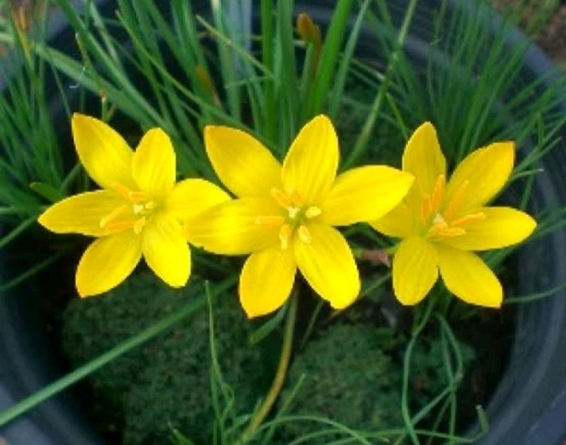 5 Colours Rain Lily Bulbs @ Low Price