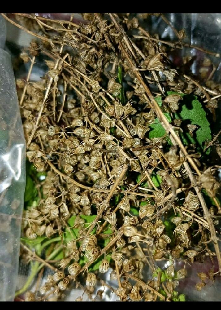 Rama Tulsi Seeds