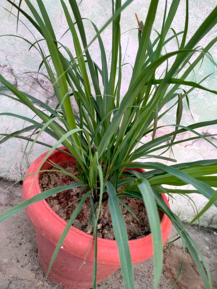 Lemongrass Live Plant